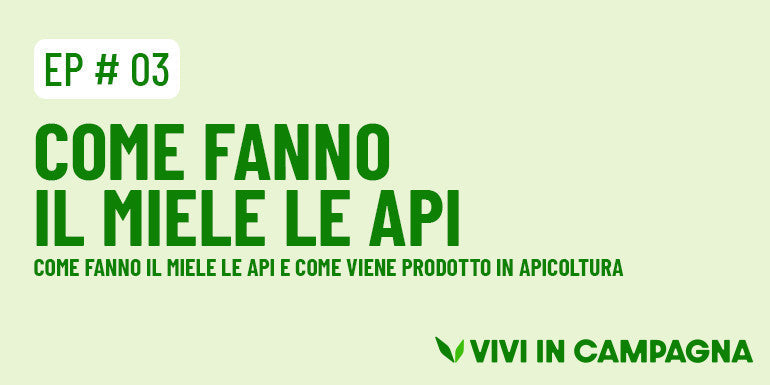 Come fanno il miele le api e come viene prodotto in apicoltura