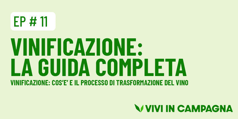 Vinificazione: la guida completa