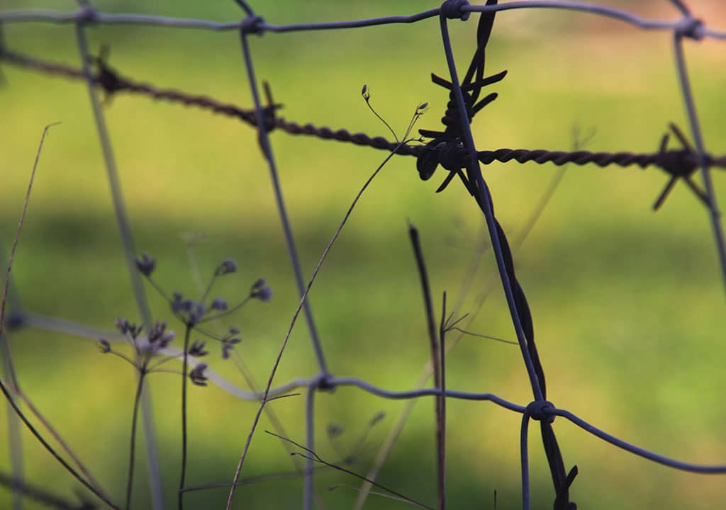 recinzione-e-protezione-della-vigna