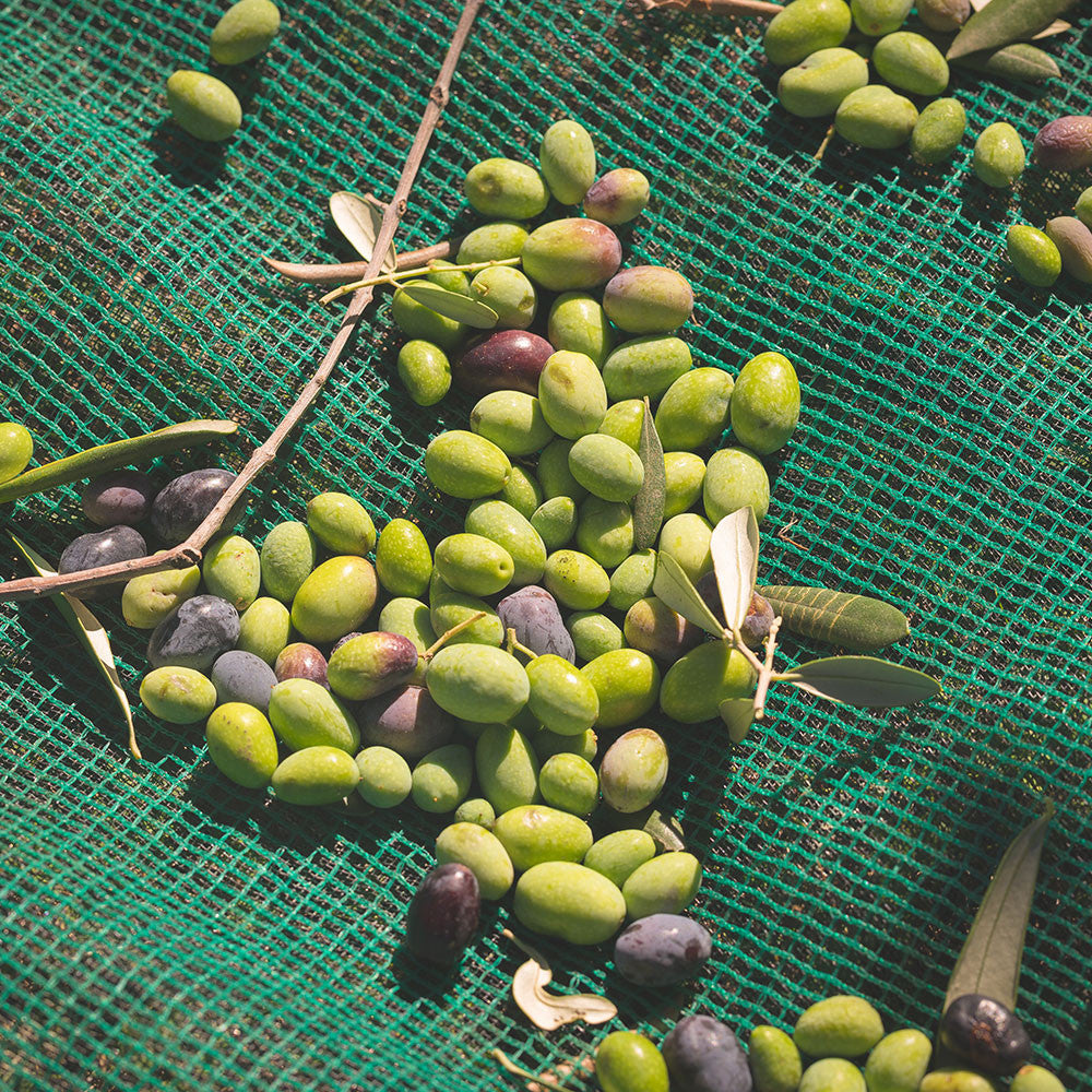 TELO OLIVE ANTISPINA 5x12