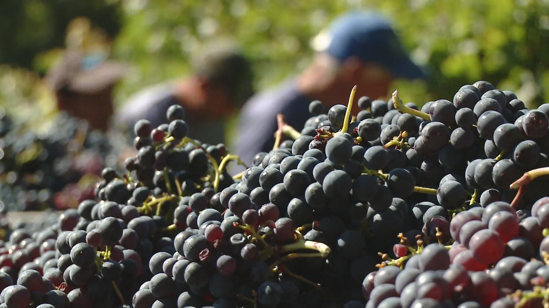 Carica video: 